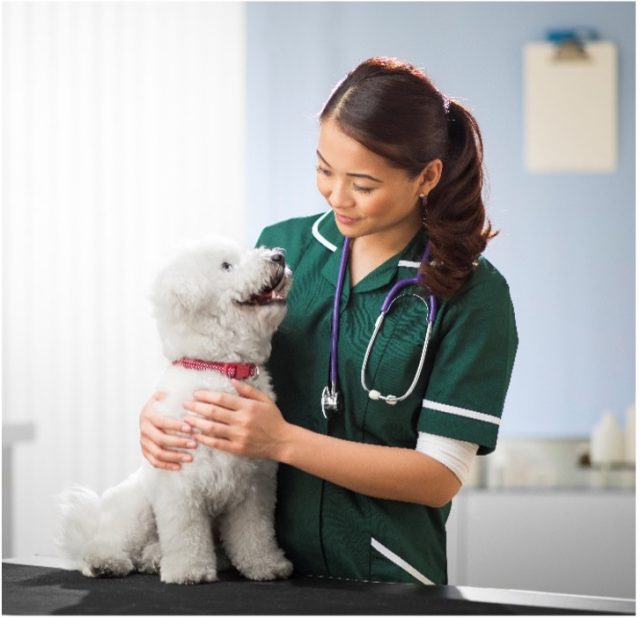 Veterinarian looking at a white dog