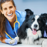 New mover marketing for veterinarians