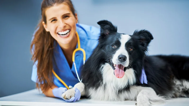 Paws in the Neighborhood: How Veterinarians Can Attract New Movers and Their Pets