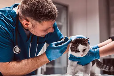 a veterinarian checking a cat's ear