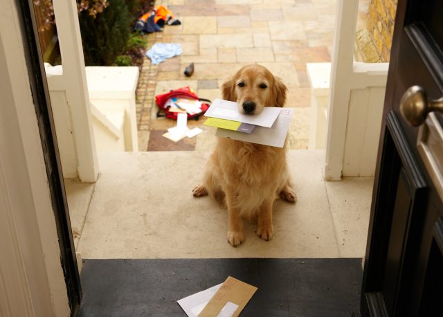 Direct mail postcard offer for new movers with dogs