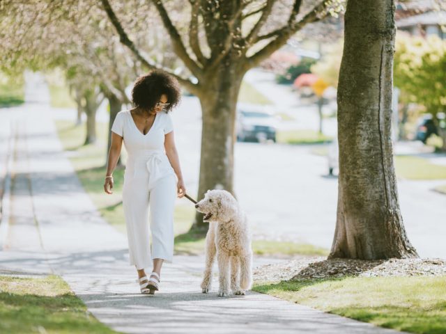 National Dog Day: How Dogs Help New Movers Feel at Home Faster