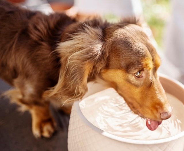 Dog-friendly restaurant patio with water bowl for pets